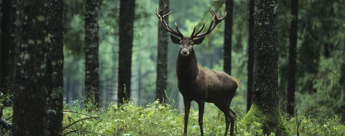 Majestätischer Hirsch mit Geweih steht in einem dichten Wald – Symbol für Natur, Nachhaltigkeit und ökologische Bauweise mit Cemwood
